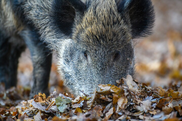 Male boar in an autumn forest looks for acorns in a fallen leaf