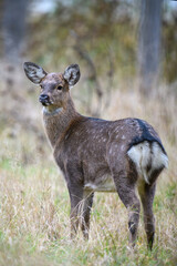 Majestic female deer stag in forest. Animal in nature habitat. Wildlife scene