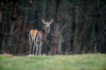 Majestic female deer stag in forest. Animal in nature habitat. Wildlife scene