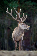 Majestic red deer stag in forest with big horn. Animal in nature habitat. Wildlife scene