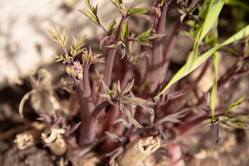young green plants for an alpine slide in early spring