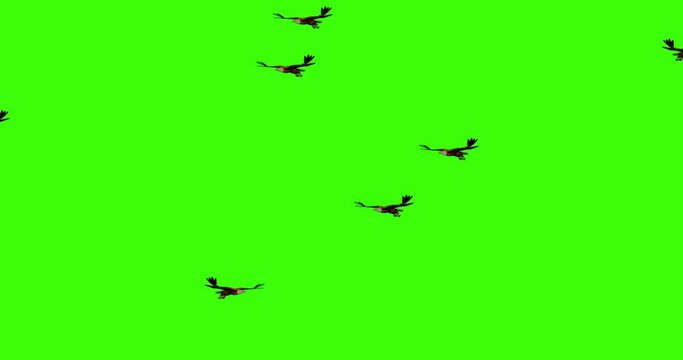 Wild Eagles Flying On Green Screen, Bald Eagle Crowd Flying On The Chroma Key