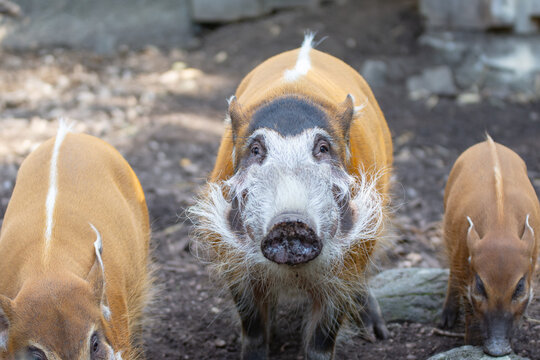 The red river hog, or river hog, is a species of mammal in the pig family.