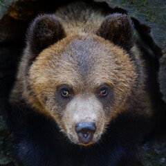 Portrait young brown bear cub in the forest. Wild animal in the nature habitat