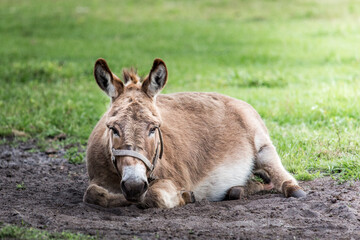 A donkey laying down 