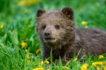 Young brown bear cub in the meadow with yellow flowers