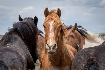 Horses standing together in a herd. One horse looking directly at camera. 