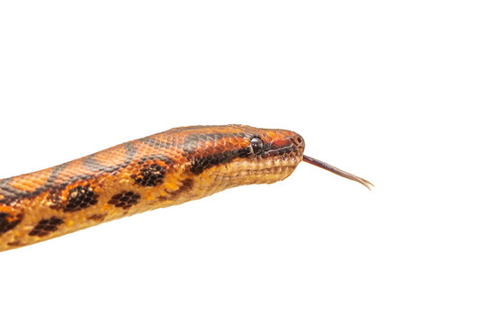 The colorful Python snake is curled into a ball on a piece of wood.