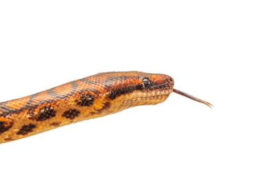 The colorful Python snake is curled into a ball on a piece of wood.