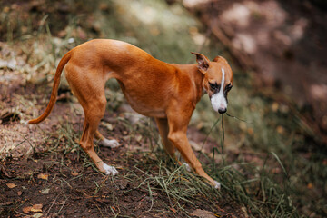 Chart angielski whippet skubie trawę