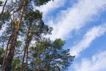 The sky at the edge of the pine forest