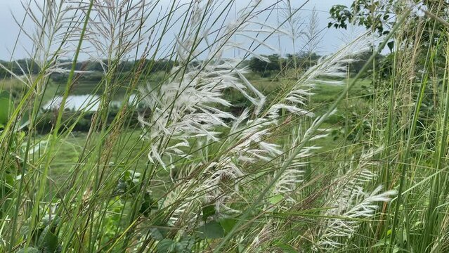 In the middle of a lush Kolkata field, a lovely white Kash or Kans grass flower blooms and is moved by the wind.