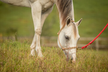 A horse grazing at the end of a lead rope. 