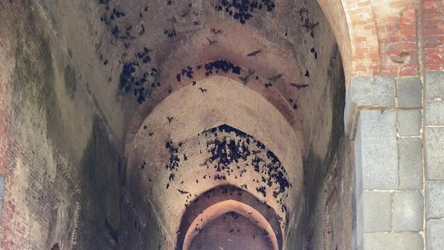 The interior ceiling of Baradwari Mosque in Gaur, Maldah district of West Bengal is inhabited by numerous Bats 