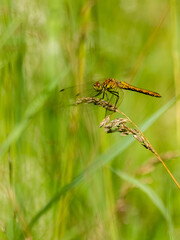dragonfly on a leaf