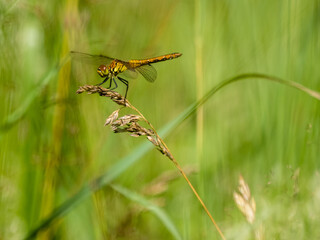 dragonfly on a green leaf