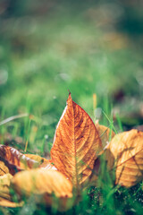 colorful autumn leaves in grass in sunny day, detail