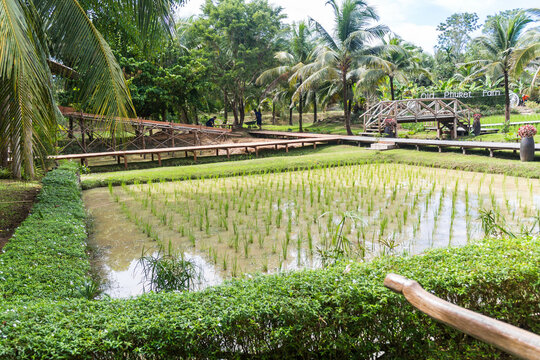 Campo de arroz en una granja del sur de tailandia