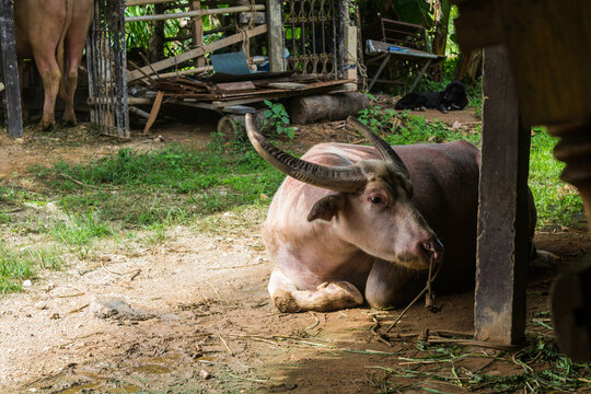 bufalo tailandés o bufalo de agua en una granja sentado