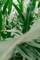 Corn grows in the field. Green, succulent leaves.