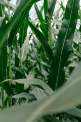Corn grows in the field. Green, succulent leaves.