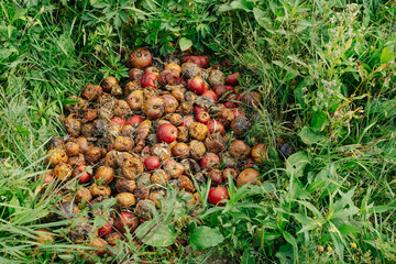 Many rotten apples are piled on the grass