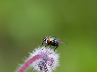 fly on a flower