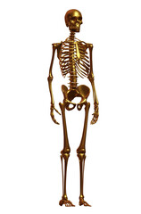  human  halloween skeleton  illustration