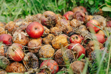 Many rotten apples are piled on the grass