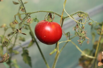 dead leaf of red tomato in greenhouse, tomato diseases