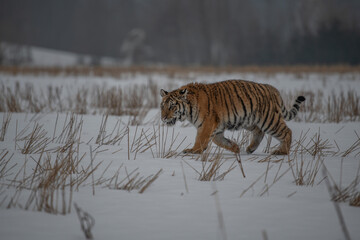 Siberian Tiger running in snow. Beautiful, dynamic and powerful photo of this majestic animal. Set in environment typical for this amazing animal. Birches and meadows