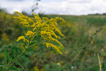 Obraz premium Yellow flowers of goldenrod. Weed culture grows in the field.