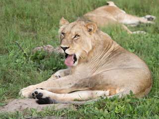 Beautiful Lion Caesar in the golden grass of Masai Mara, Kenya Panthera Leo.