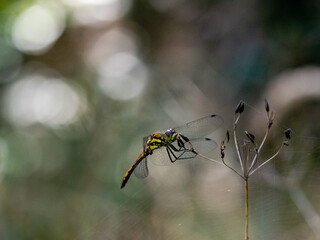 dragonfly resting in tall grass