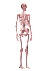  human  halloween skeleton  illustration