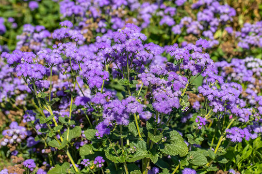 Bluemink (Ageratum houstonianum) commonly known as flossflower, blueweed, pussy foot or Mexican paintbrush, is a cool-season annual plant