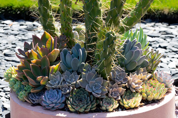 The decorative flower pots planted with succulents