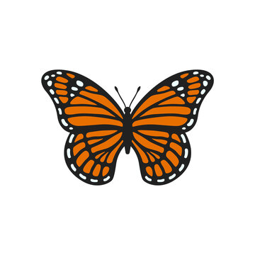 Monarch butterfly illustration. Realistic butterfly with textured wings. Beautiful monarch for scrapbooking