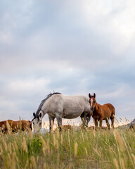 Mare and foal herd.