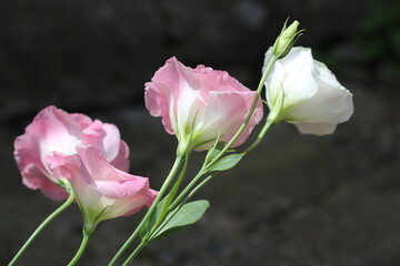 eustoma flowers close up background in the garden