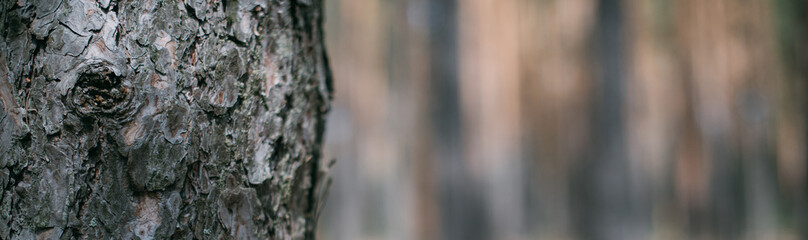Bark on the trunk of a pine tree in close-up in sunlight. Pine forest with sandy soil on a sunny day.