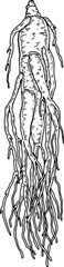 Hand drawn wild ginseng root isolated on white background. Botanical vector illustration in sketch style for packaging, logo, scientific articles design