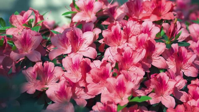 Close up view of pink flowering azalea bouquet outdoors. Azalea in spring.