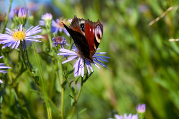 Butterfly aglais io with large spots on the wings