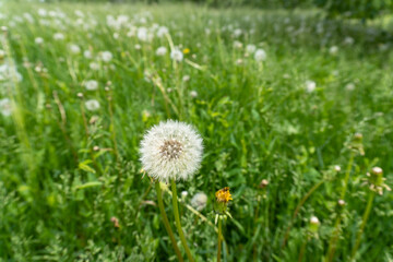 Field of dandelions. Selective focus. Taraxacum large genus of flowering plants in Asteraceae family. Vital nectar source for pollinators. Seedheads for making a wish. 