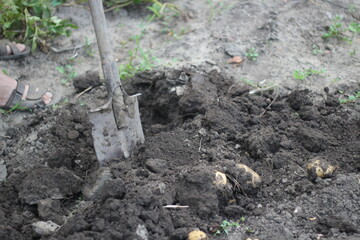 digging ploov potatoes with a shovel, harvesting