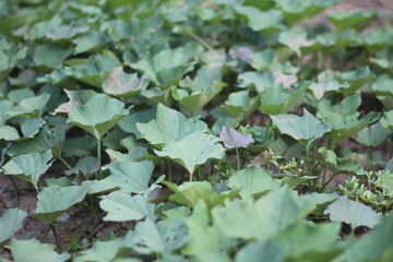 Obraz premium creepers with green leaves sweet potato plants