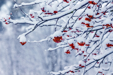 Rowan tree with red berries under snow cover in winter