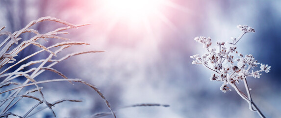 Snow and ice covered dry plants in garden on blurred background during sunrise. Winter sunny morning