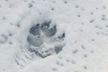 A dog's footprint in wet snow during a thaw